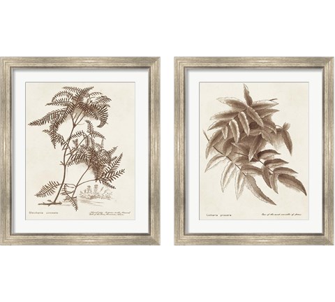 Sepia Fern Varieties 2 Piece Framed Art Print Set