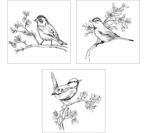 Simple Songbird Sketches 3 Piece Art Print Set by June Erica Vess