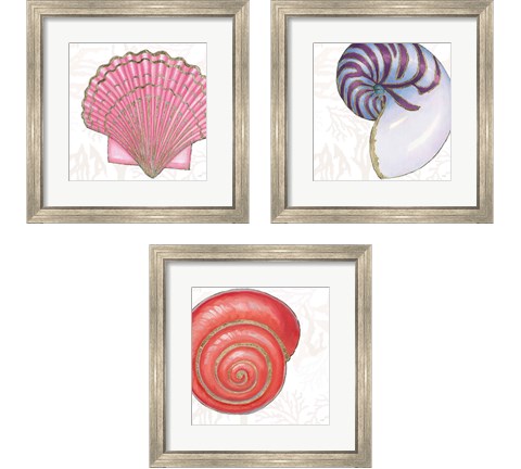 Shimmering Shells 3 Piece Framed Art Print Set by James Wiens