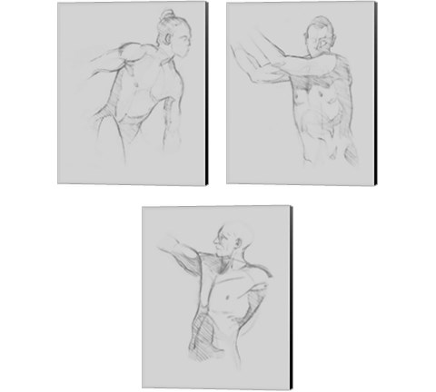 Male Torso Sketch 3 Piece Canvas Print Set by Jacob Green