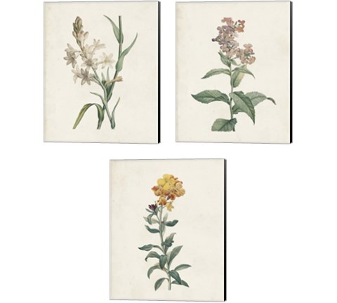 Classic Botanicals 3 Piece Canvas Print Set by Pierre-Joseph Redoute