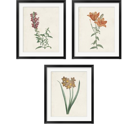 Classic Botanicals 3 Piece Framed Art Print Set by Pierre-Joseph Redoute