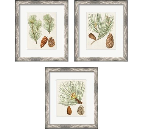 Antique Pine Cones 3 Piece Framed Art Print Set