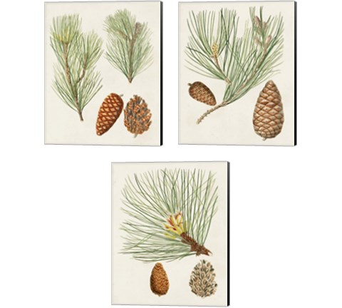 Antique Pine Cones 3 Piece Canvas Print Set