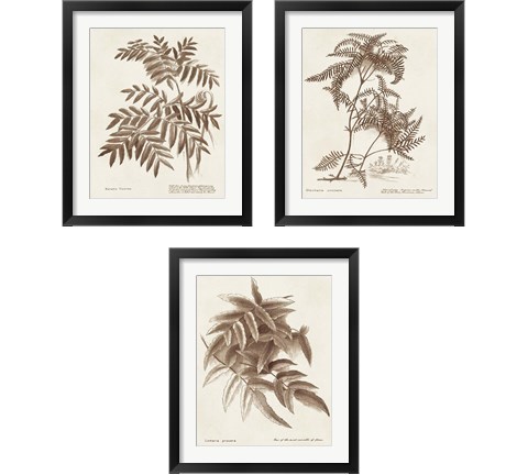 Sepia Fern Varieties 3 Piece Framed Art Print Set