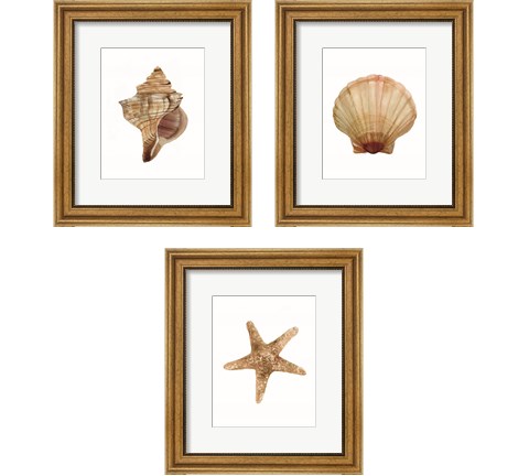 Neutral Shell Collection 3 Piece Framed Art Print Set by Stellar Design Studio