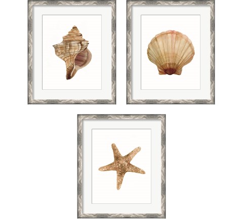 Neutral Shell Collection 3 Piece Framed Art Print Set by Stellar Design Studio