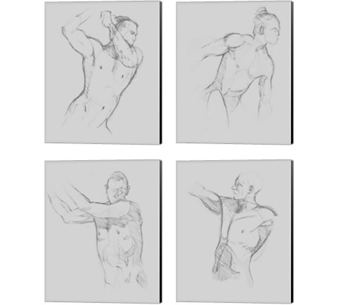 Male Torso Sketch 4 Piece Canvas Print Set by Jacob Green
