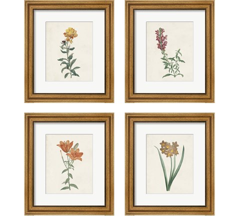 Classic Botanicals 4 Piece Framed Art Print Set by Pierre-Joseph Redoute