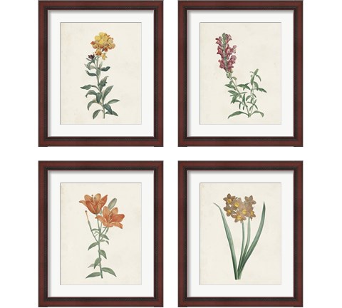 Classic Botanicals 4 Piece Framed Art Print Set by Pierre-Joseph Redoute