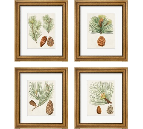 Antique Pine Cones 4 Piece Framed Art Print Set