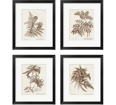 Sepia Fern Varieties 4 Piece Framed Art Print Set