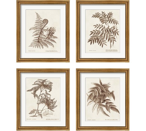Sepia Fern Varieties 4 Piece Framed Art Print Set