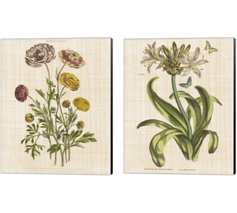 Herbal Botany 2 Piece Canvas Print Set by Wild Apple Portfolio