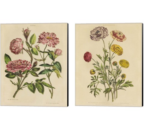 Herbal Botany  2 Piece Canvas Print Set by Wild Apple Portfolio