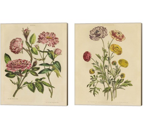 Herbal Botany  2 Piece Canvas Print Set by Wild Apple Portfolio