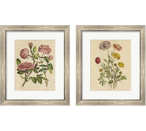 Herbal Botany  2 Piece Framed Art Print Set by Wild Apple Portfolio