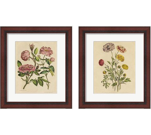 Herbal Botany  2 Piece Framed Art Print Set by Wild Apple Portfolio