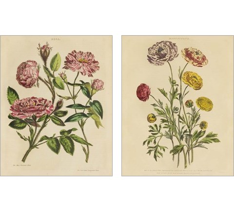 Herbal Botany  2 Piece Art Print Set by Wild Apple Portfolio