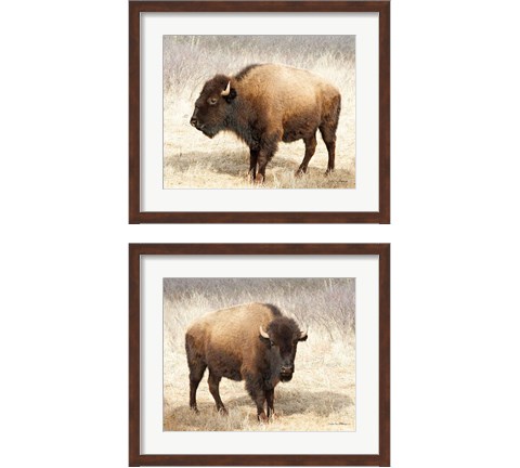 American Bison 2 Piece Framed Art Print Set by Debra Van Swearingen