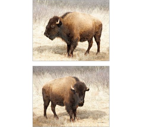 American Bison 2 Piece Art Print Set by Debra Van Swearingen