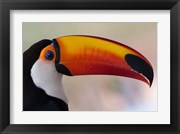 Brazil, The Pantanal Wetland, Toco Toucan In Early Morning Light