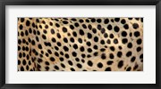 Close-up of the spots on a cheetah