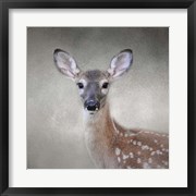 Little Miss Lashes White Tailed Fawn