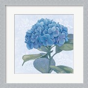 Blue Hydrangea IV Crop