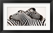Zebras in Love
