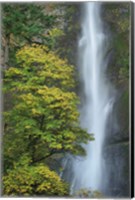 Framed Multnomah Falls color