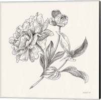 Framed 'Flower Sketches I' border=