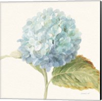 Framed Floursack Florals V - Blue Hydrangea Crop