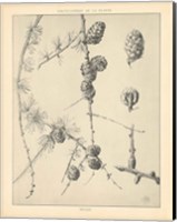 Framed Vintage Tree Sketches II