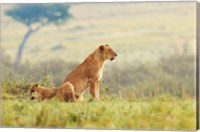 Framed Lion's Tail