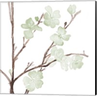 Framed Mint Bloom Stems