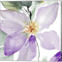 Framed 'Clematis in Purple Shades I' border=