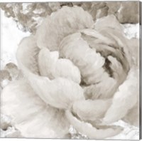 Framed 'Light Grey Flowers II' border=