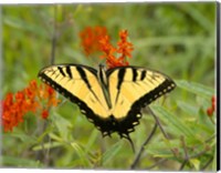 Framed Black Yellow Butterfly I