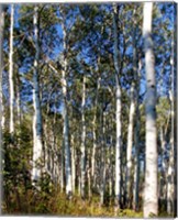 Framed Aspen Grove II