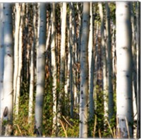 Framed Aspen Grove I