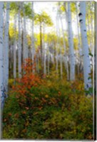 Framed Aspen in the Day