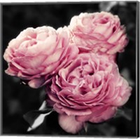 Framed Pink Florals in Noir