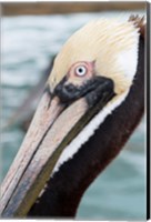 Framed Bayside Pelican