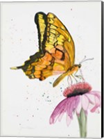 Framed Butterfly Nectar