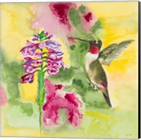 Framed Watercolor Hummingbird