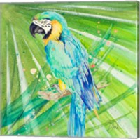 Framed Colorful Parrot