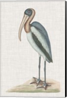 Framed Catesby Heron IV