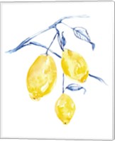 Framed Watercolor Lemons I