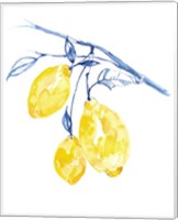 Framed 'Watercolor Lemons II' border=